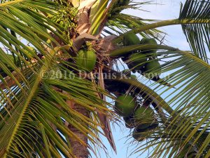 These coconuts were removed from the trees as Matthew approaches. I learned they could become dangerous projectiles in the high winds.