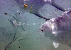 Photographic proof that I was taking pix of fish. This could have been used as evidence should a misunderstanding have occurred. 